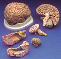 Brain Parts.jpg (6845 bytes)