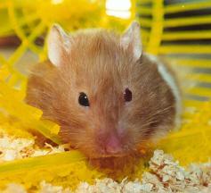 Hamster.jpg (9879 bytes)