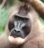 baboon