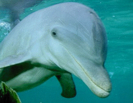 dolphin