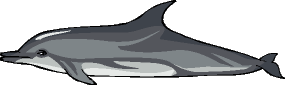 dolphin