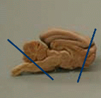 Cat Sagittal View