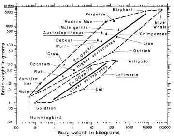 Jerison graph