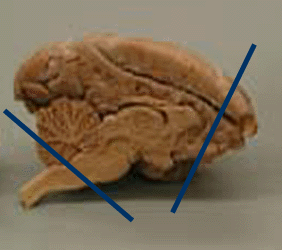 Monkey Sagittal View