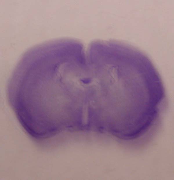 Rat Forebrain Image