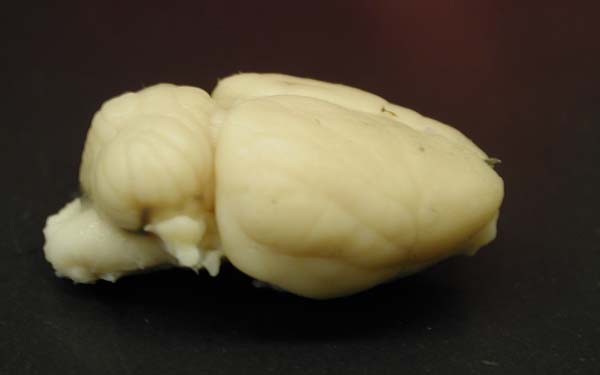 Rat Brain image