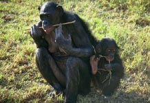 baboon mother and child