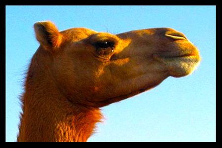 camel head