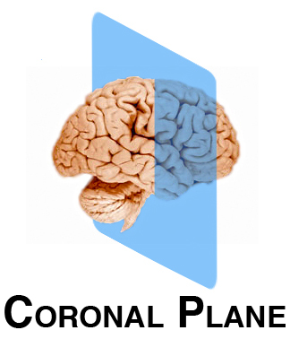 Coronal Plane