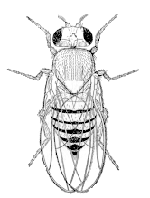 Drosophila melanogaster