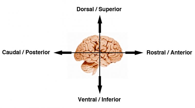 directional terminology