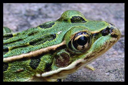 leopard frog head