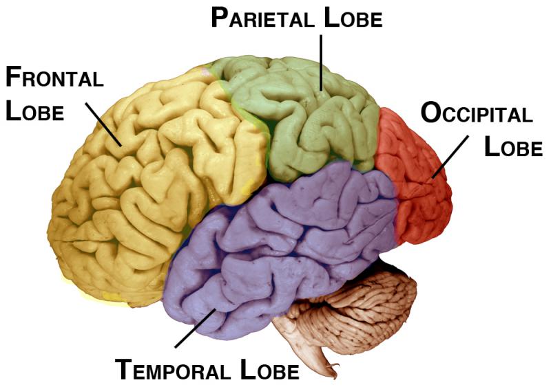 Lobes