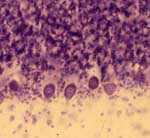 20x Photomicrograph Monkey Cerebellum