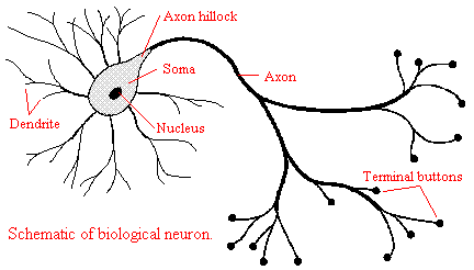 Labeled Neuron