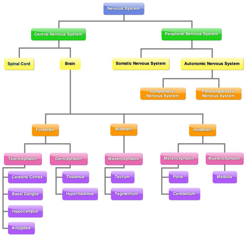 organization of the nervous system