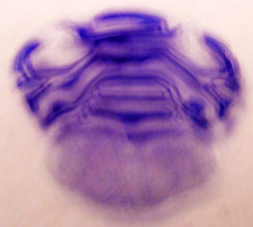 Cross-section of a rat hindbrain