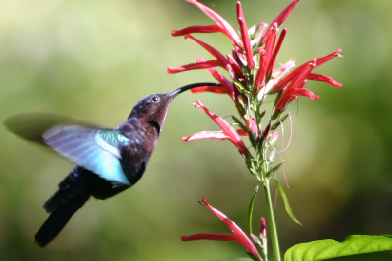 Hummingbird