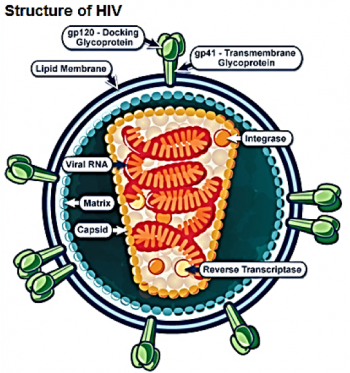 Structure of HIV