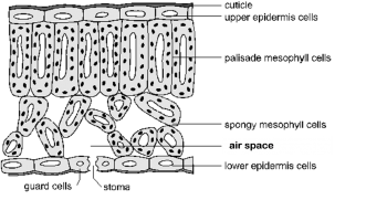 cell diagram