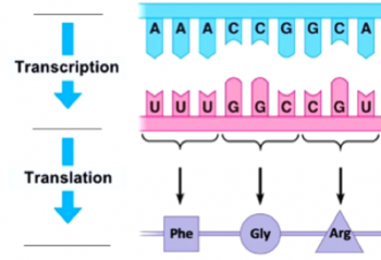 Process of transcription and translation