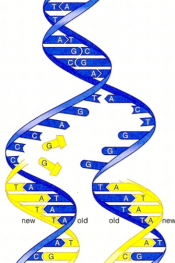 DNA structure