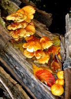 Pholiota