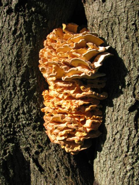 Chicken of the Woods (Laetiporus sulphureus)