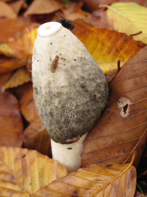 Stinkhorn Fungus (Phallus impudicus)