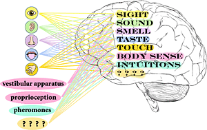 senses2.gif