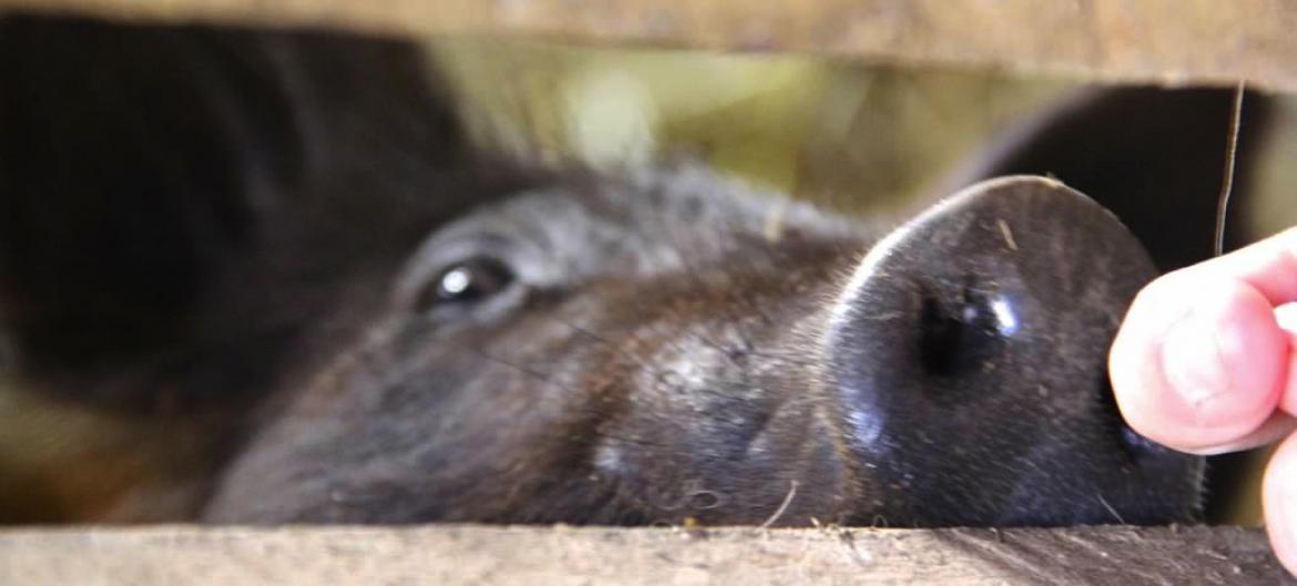 Pig sniffing hand through pigpen