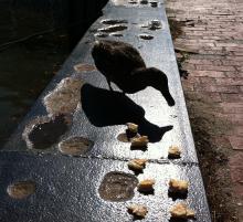 duck eating pastry crumbs