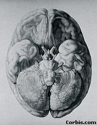 brain structure.jpg (13865 bytes)